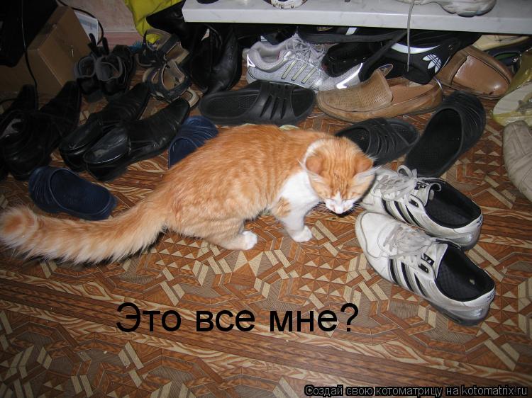 Это все мне? Это все мне?... Котоматрица: Это все мне? Это все мне?