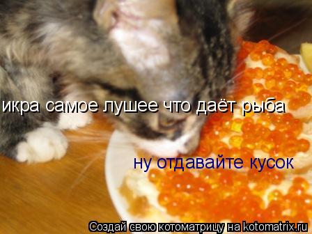 Котоматрица: икра самое лушее что даёт рыба ну отдавайте кусок