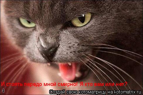 Котоматрица: И стоять передо мной смирно! Я кто вам или нет?