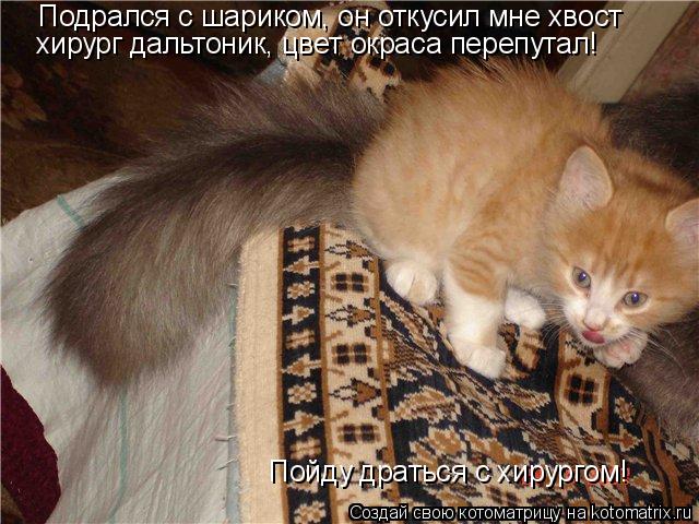 Подрался с шариком, он откусил мне хвост хирург дальтоник, цвет окраса перепутал! Пойду драться с хир... Котоматрица: Подрался с шариком, он откусил мне хвост хирург дальтоник, цвет окраса перепутал! Пойду драться с хирургом!