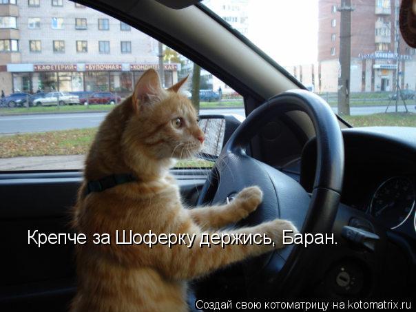 Крепче за Шоферку держись, Баран.... Котоматрица: Крепче за Шоферку держись, Баран.