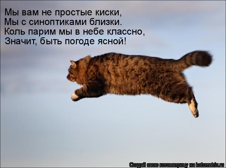 Мы вам не простые киски, Мы с синоптиками близки. Коль парим мы в небе классно, Значит, быть погоде я... Котоматрица: Мы вам не простые киски, Мы с синоптиками близки. Коль парим мы в небе классно, Значит, быть погоде ясной!