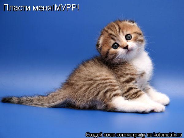 Котоматрица: Пласти меня!МУРР!