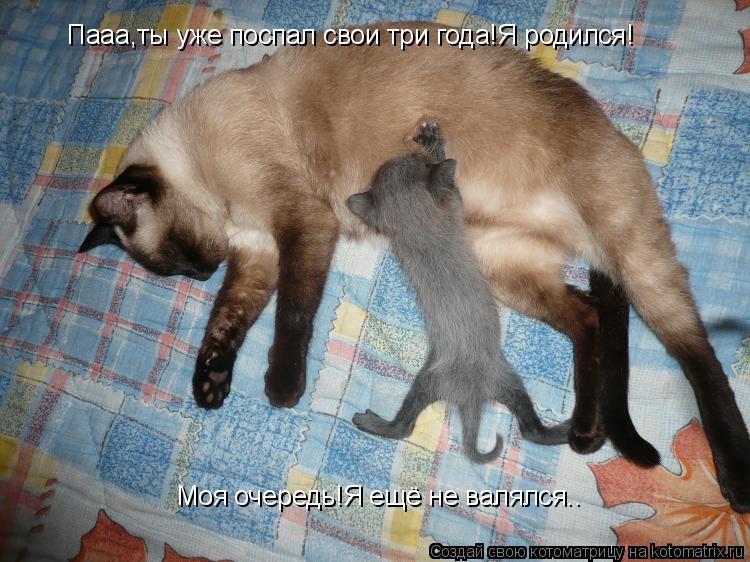 Котоматрица: Пааа,ты уже поспал свои три года!Я родился! Моя очередь!Я ещё не валялся..