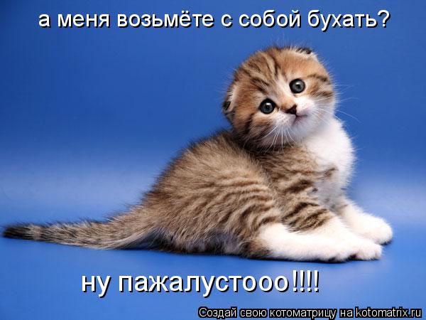 а меня возьмёте с собой бухать? ну пажалустооо!!!!... Котоматрица: а меня возьмёте с собой бухать? ну пажалустооо!!!!