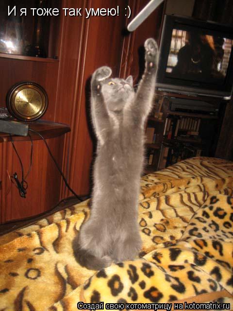 Котоматрица: И я тоже так умею! :)