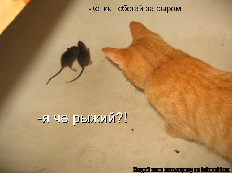 -котик...сбегай за сыром.. -я че рыжий?!... Котоматрица: -котик...сбегай за сыром.. -я че рыжий?!