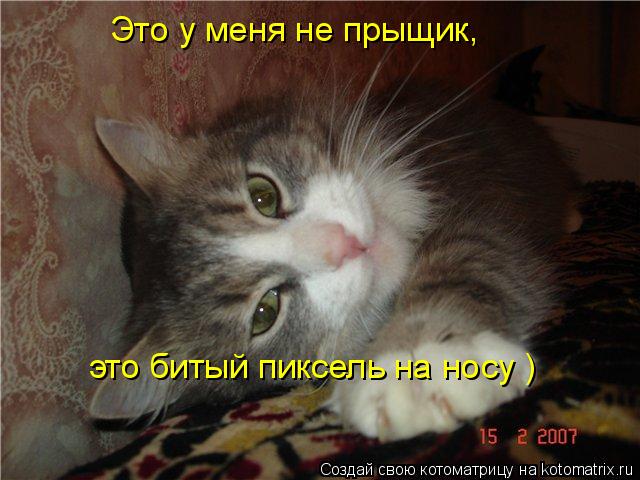 Котоматрица: Это у меня не прыщик,  это битый пиксель на носу )