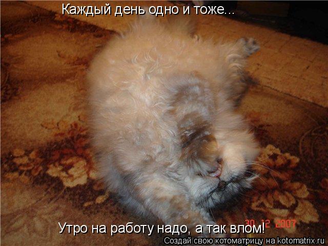 Котоматрица: Каждый день одно и тоже... Утро на работу надо, а так влом!