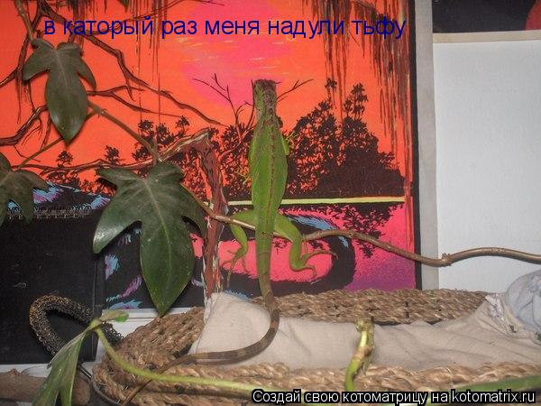 Котоматрица: в каторый раз меня надули тьфу