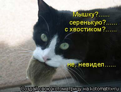 Котоматрица: Мышку?...... серенькую?...... с хвостиком?...... не, невидел......