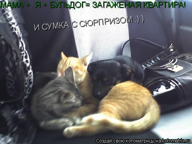 Котоматрица: МАМА +  Я + БУЛЬДОГ= ЗАГАЖЕНАЯ КВАРТИРА!  И СУМКА С СЮРПРИЗОМ :) )