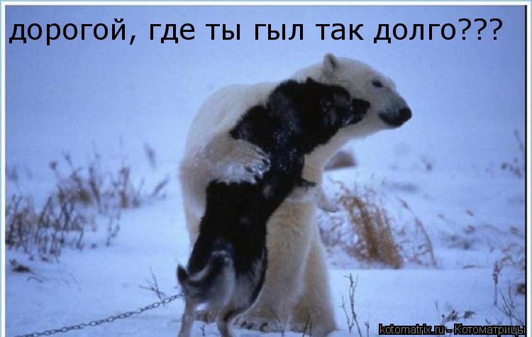 Котоматрица: дорогой, где ты гыл так долго???