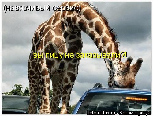Котоматрица: (навязчивый сервис) вы пицу не заказывали?!