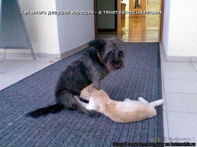 Котоматрица: Как много девушек хороших - а тянет как-то на плохих.
