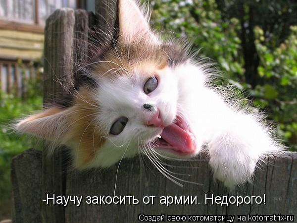 -Научу закосить от армии. Недорого!... Котоматрица: -Научу закосить от армии. Недорого!