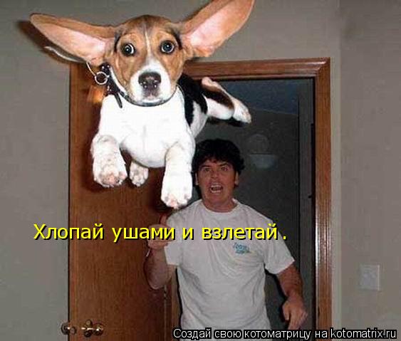 Хлопай ушами и взлетай .... Котоматрица: Хлопай ушами и взлетай .
