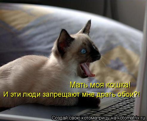 Мать моя кошка! И эти люди запрещают мне драть обои?!... Котоматрица: Мать моя кошка! И эти люди запрещают мне драть обои?!