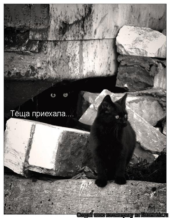 Котоматрица: Тёща приехала....