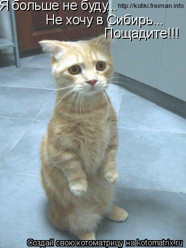 Я больше не буду... Не хочу в Сибирь... Пощадите!!!... Котоматрица: Я больше не буду... Не хочу в Сибирь... Пощадите!!!