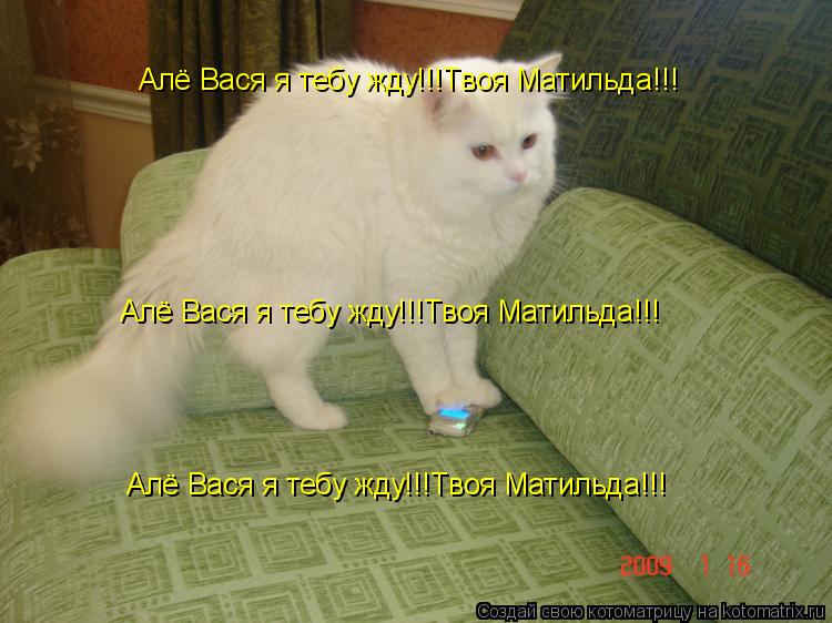 Алё Вася я тебу жду!!!Твоя Матильда!!! Алё Вася я тебу жду!!!Твоя Матильда!!! Алё Вася я тебу жду!!!Т... Котоматрица: Алё Вася я тебу жду!!!Твоя Матильда!!! Алё Вася я тебу жду!!!Твоя Матильда!!! Алё Вася я тебу жду!!!Твоя Матильда!!!