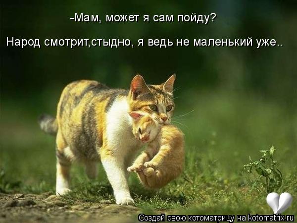Народ смотрит,стыдно, я ведь не маленький уже.. -Мам, может я сам пойду?... Котоматрица: Народ смотрит,стыдно, я ведь не маленький уже.. -Мам, может я сам пойду?