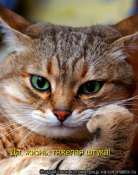 Котоматрица: Да, жизнь, тяжелая штука!