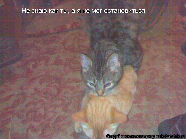 Котоматрица: Не знаю как ты, а я не мог остановиться