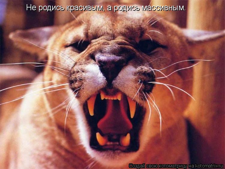 Котоматрица: Hе родись красивым, а родись массивным.
