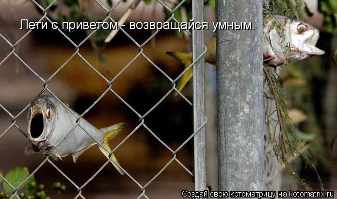 Лети с приветом - возвращайся умным.... Котоматрица: Лети с приветом - возвращайся умным.