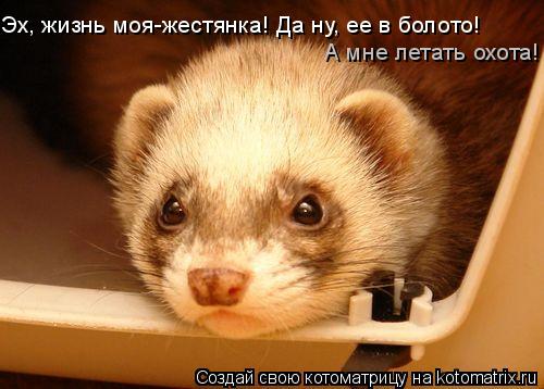 Котоматрица: Эх, жизнь моя-жестянка! Да ну, ее в болото!   А мне летать охота!