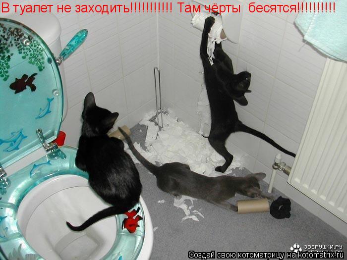 В туалет не заходить!!!!!!!!!!! Там чёрты бесятся!!!!!!!!!!... Котоматрица: В туалет не заходить!!!!!!!!!!! Там чёрты бесятся!!!!!!!!!!