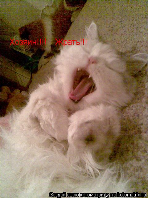 Котоматрица: Хозяин!!!!    Жрать!!!