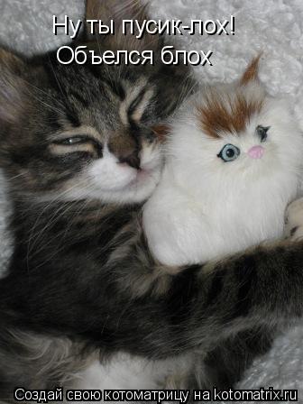 Котоматрица: Ну ты пусик-лох! Объелся блох