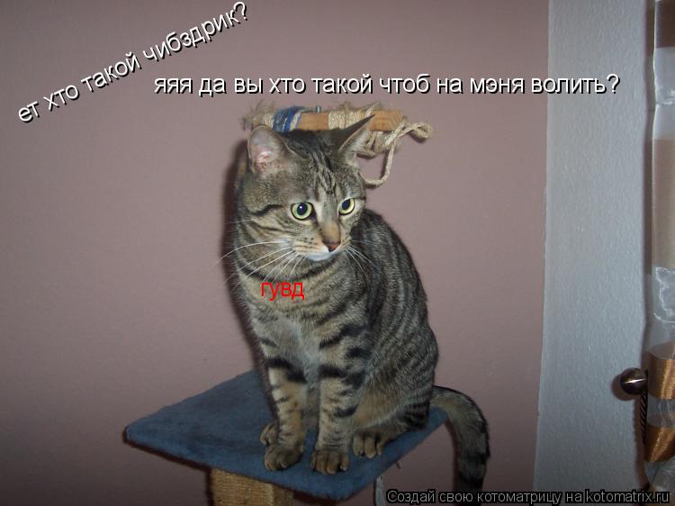 ет хто такой чибздрик? яяя да вы хто такой чтоб на мэня волить? гувд... Котоматрица: ет хто такой чибздрик? яяя да вы хто такой чтоб на мэня волить? гувд