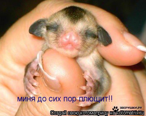 миня до сих пор плющит!!... Котоматрица: миня до сих пор плющит!!