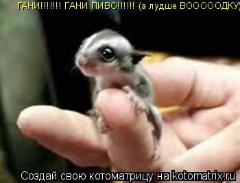 ГАНИ!!!!!!! ГАНИ ПИВО!!!!!! (а лудше ВОООООДКУ)... Котоматрица: ГАНИ!!!!!!! ГАНИ ПИВО!!!!!! (а лудше ВОООООДКУ)