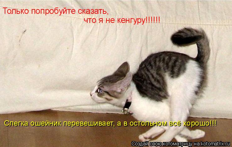 Котоматрица: Только попробуйте сказать,  что я не кенгуру!!!!!! Слегка ошейник перевешивает, а в остольном всё хорошо!!!