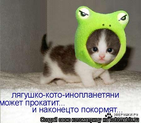 Котоматрица: лягушко-кото-инопланетяни  может прокатит... и наконецто покормят...