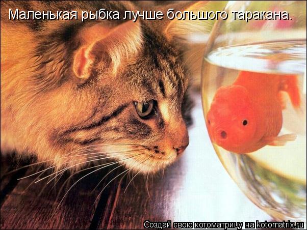 Маленькая рыбка лучше большого таракана.... Котоматрица: Маленькая рыбка лучше большого таракана.