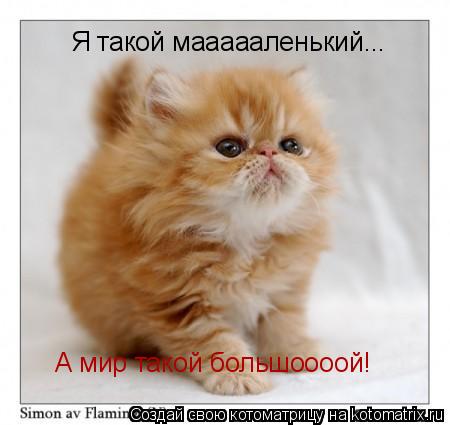 Я такой маааааленький... А мир такой большоооой!... Котоматрица: Я такой маааааленький... А мир такой большоооой!