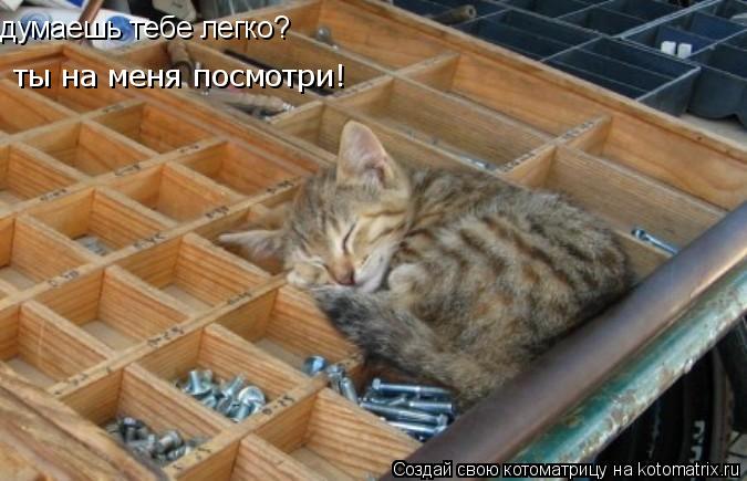 думаешь тебе легко? ты на меня посмотри!... Котоматрица: думаешь тебе легко? ты на меня посмотри!