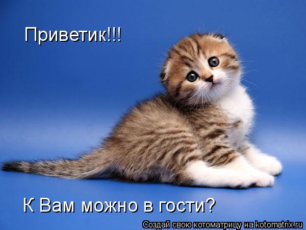 Котоматрица: Приветик!!! К Вам можно в гости?