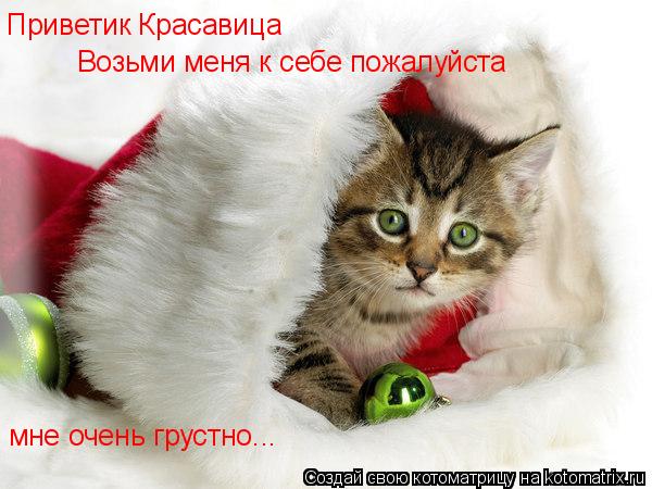 Котоматрица: Приветик Красавица Возьми меня к себе пожалуйста  мне очень грустно...