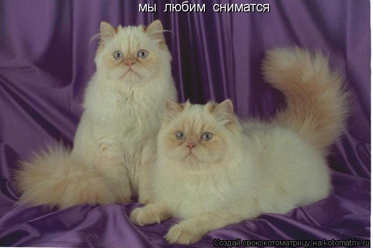 Котоматрица: мы  любим  сниматся