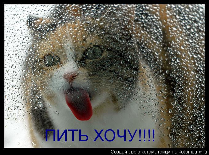 Котоматрица: ПИТЬ ХОЧУ!!!!
