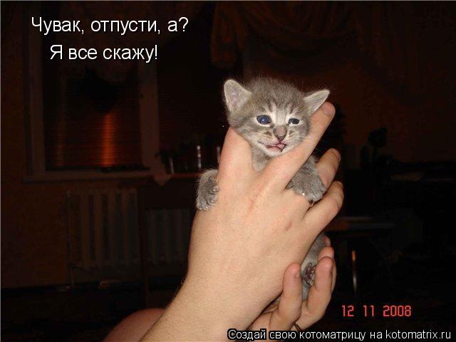 Котоматрица: Чувак, отпусти, а? Чувак, отпусти, а? Я все скажу!