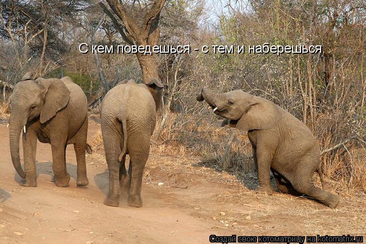 С кем поведешься - с тем и наберешься.... Котоматрица: С кем поведешься - с тем и наберешься.