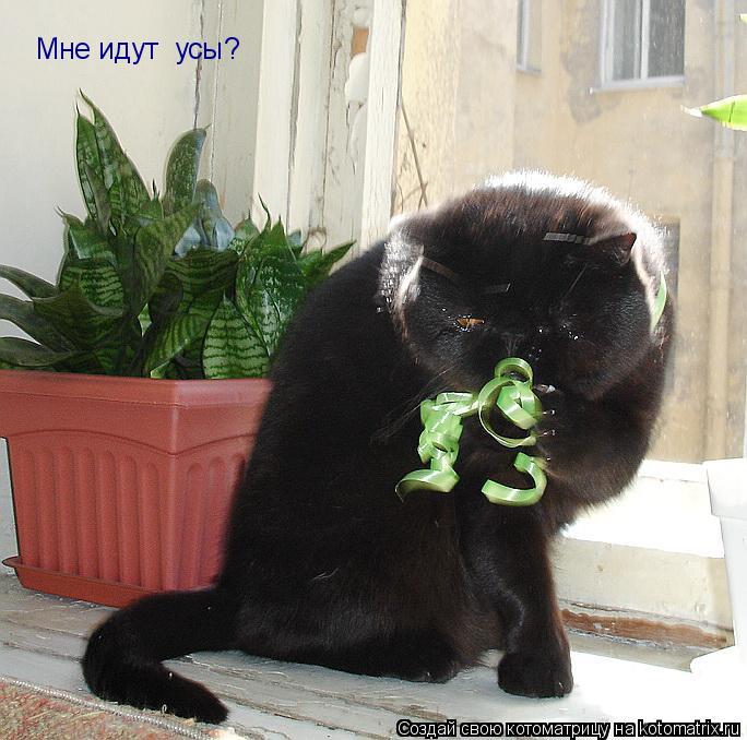 Мне идут усы?... Котоматрица: Мне идут усы?