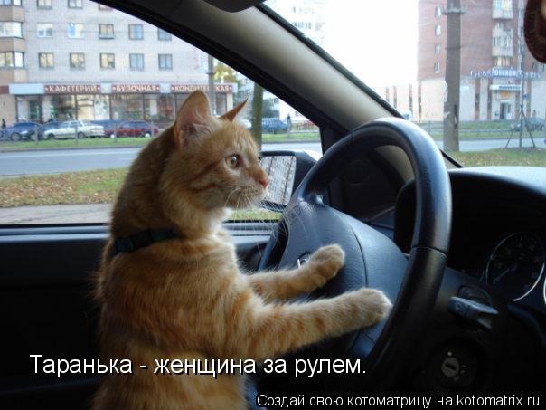 Таранька - женщина за рулем.... Котоматрица: Таранька - женщина за рулем.